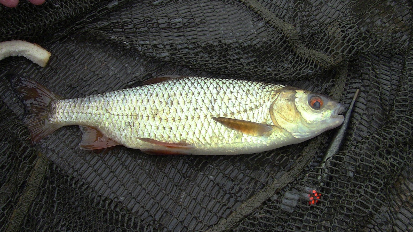 Lower Kilcott Farm Roach