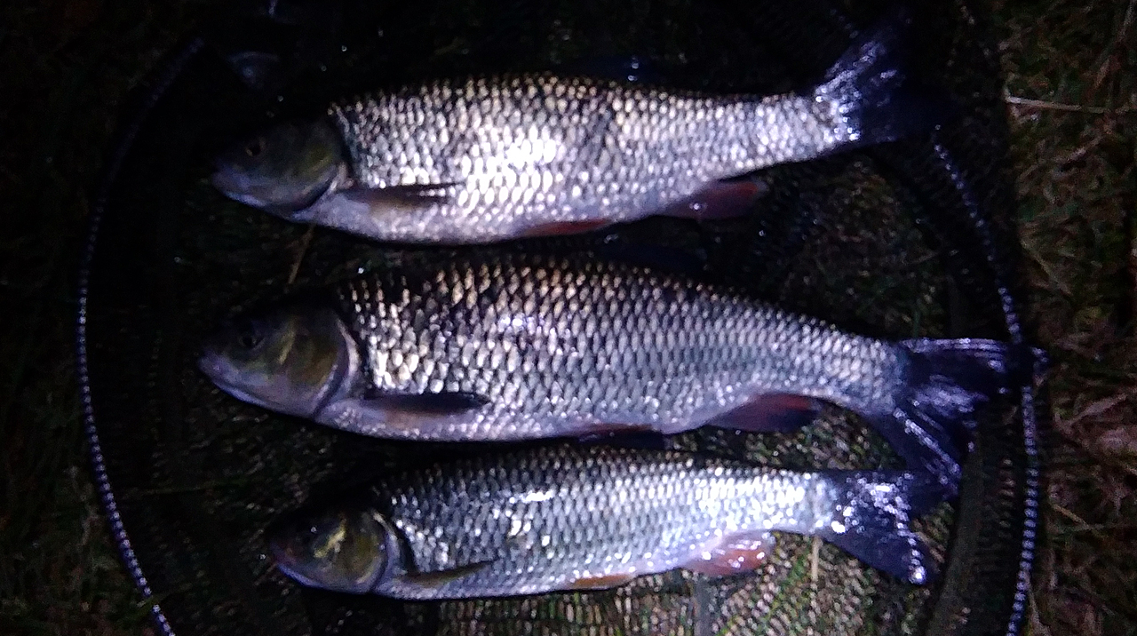 Three prime chub from the Bristol Avon at Swineford