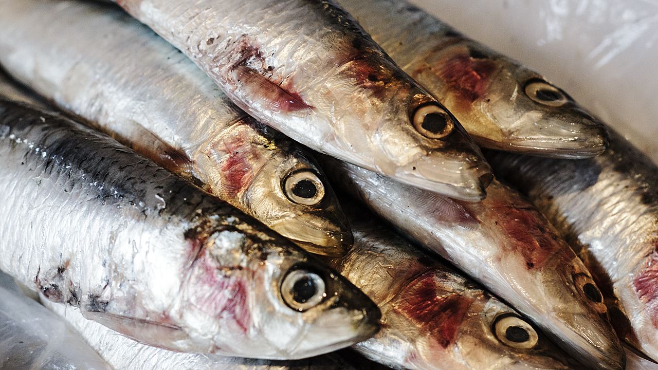 Are Tackle Shop Or Supermarket Baits Best For Pike?