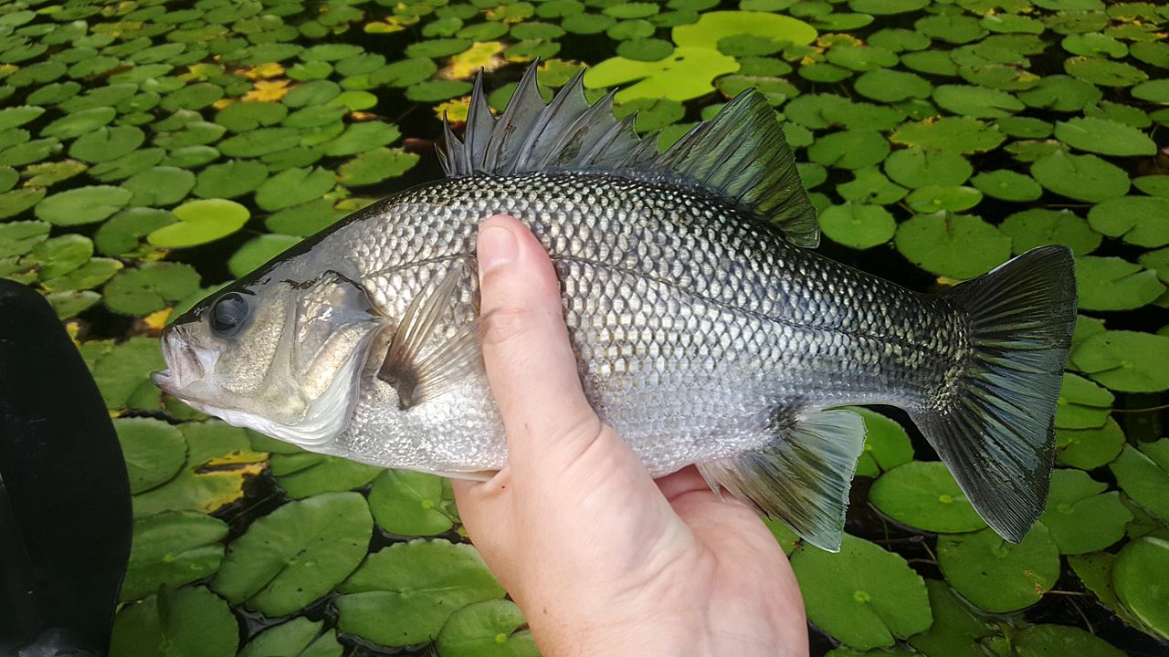 Australian Bass Caught From Enoggera Reservoir