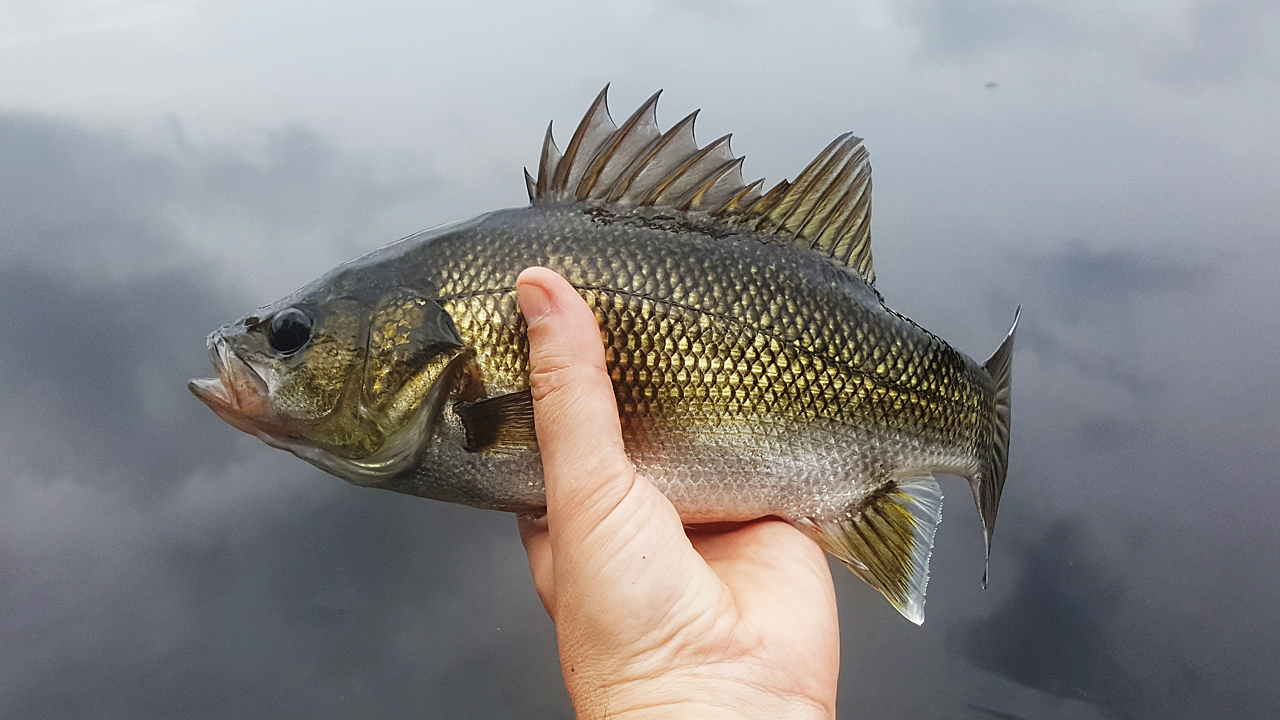 Australian Bass Caught From Enoggera Reservoir