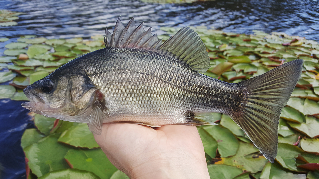 Australian Bass Caught From Enoggera Reservoir