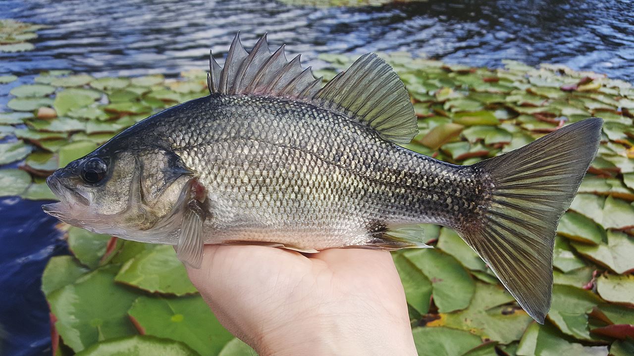 Australian Bass Caught From Enoggera Reservoir