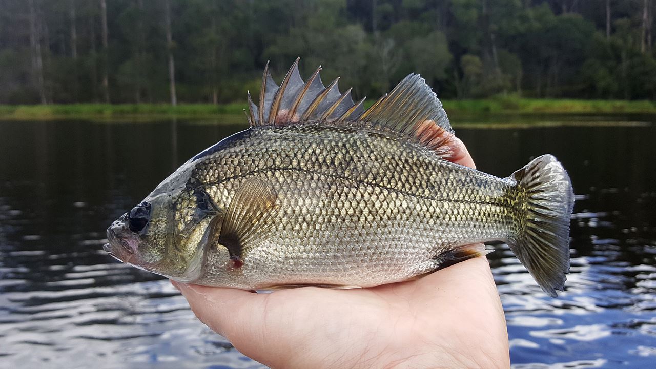 Australian Bass Caught From Enoggera Reservoir