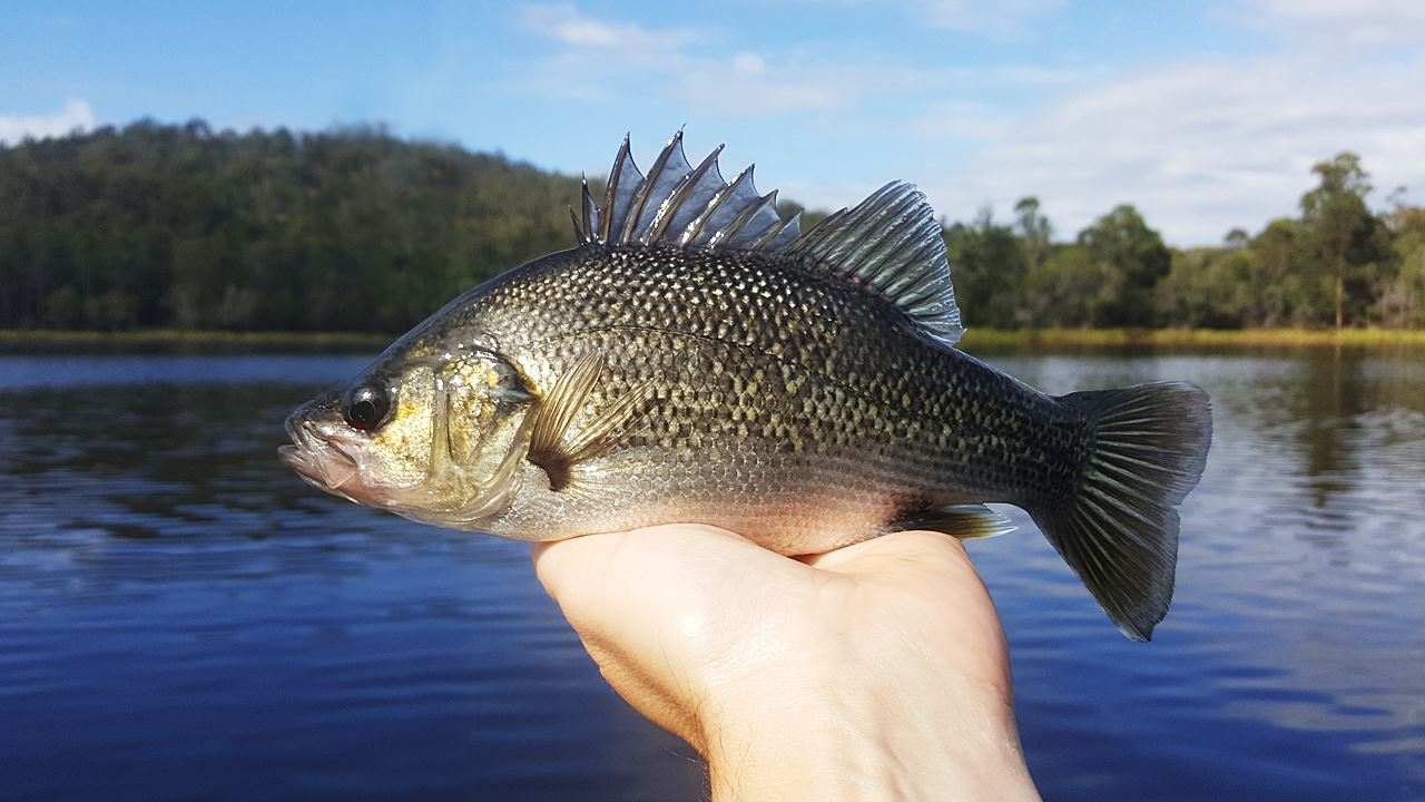 Australian Bass Caught From Enoggera Reservoir