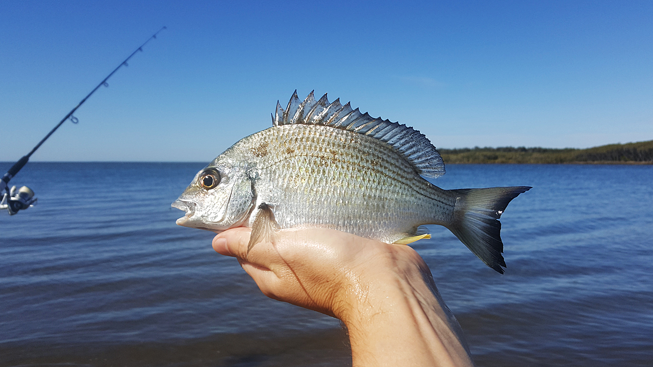 Bream Caught At Nudgee Beach
