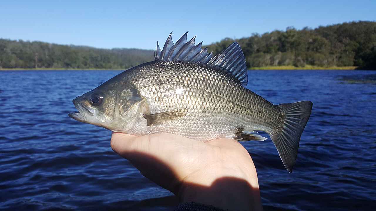 Australian Bass Caught From Enoggera Reservoir
